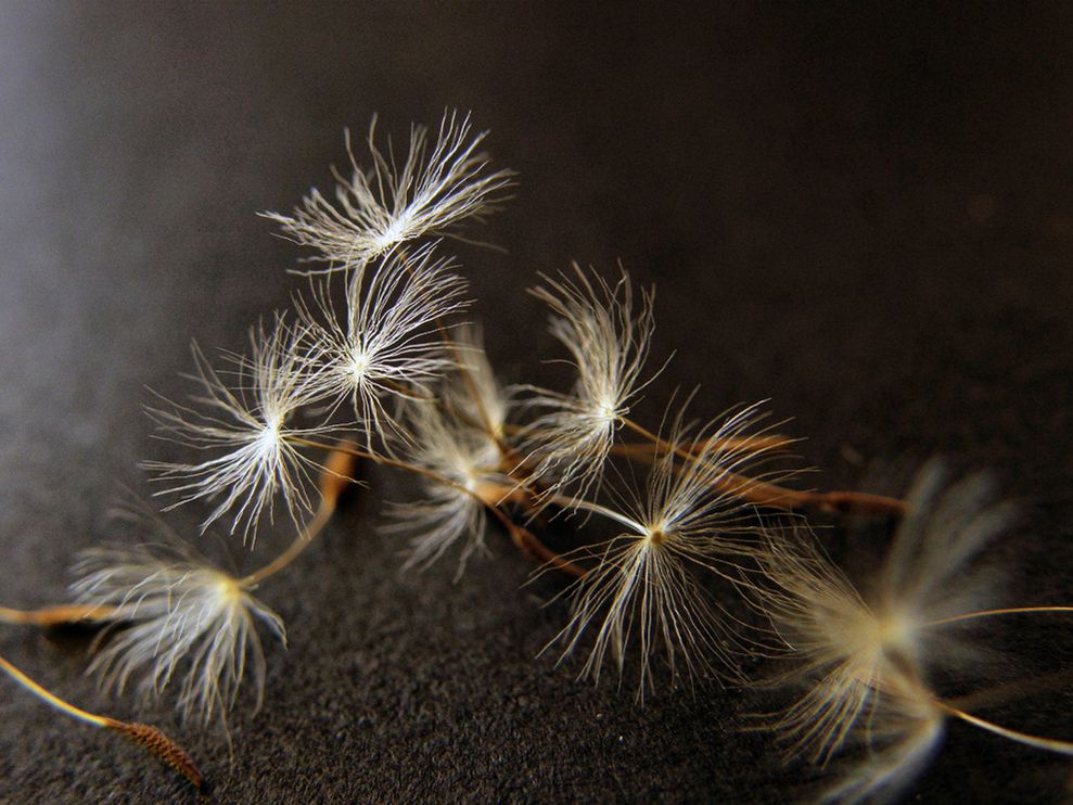 Dandelion-seeds