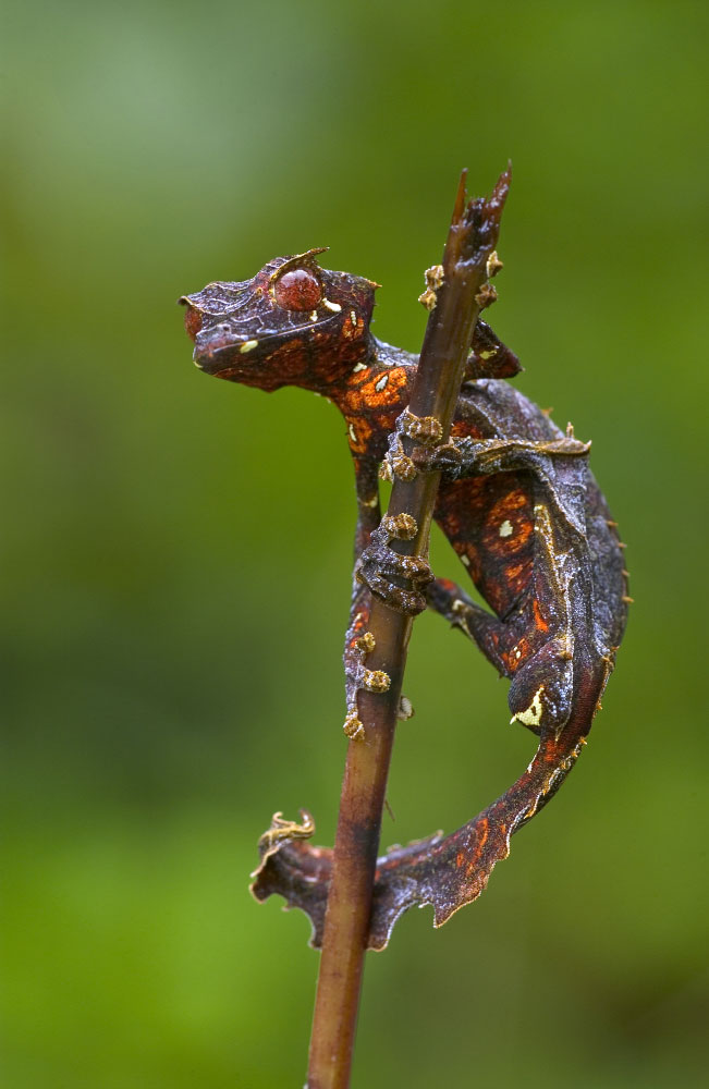 Uroplatus phantasticus